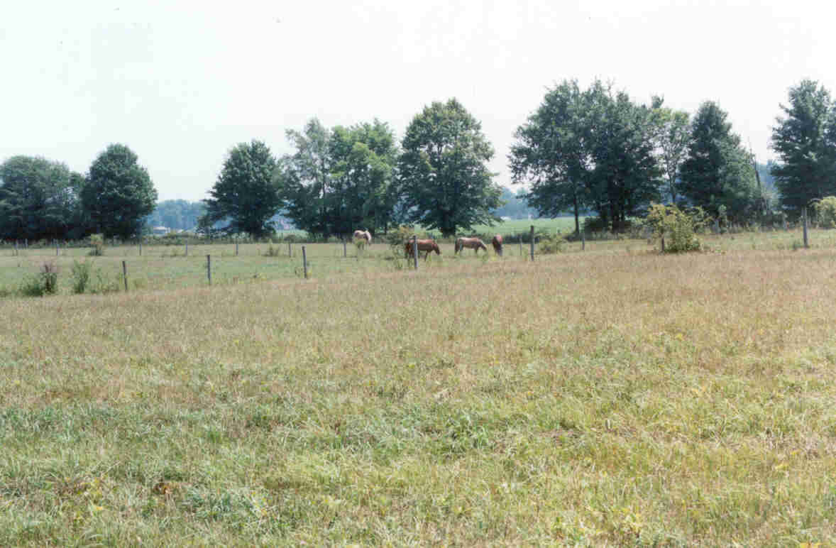 East Pastures