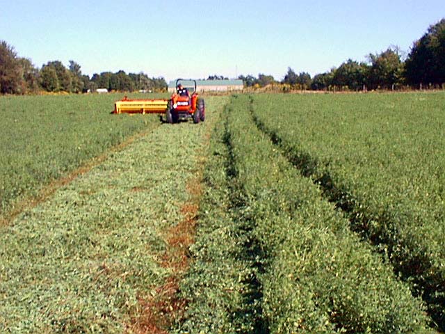 CCF Hay Cutting (Summer 2002)